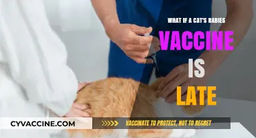 Delayed Cat Rabies Vaccine: Risks, Consequences, and What to Do