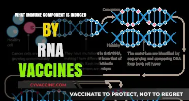 How RNA Vaccines Activate Key Immune Components for Protection