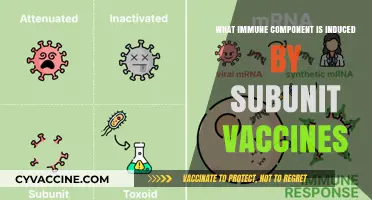 How Subunit Vaccines Stimulate Specific Immune Components for Protection