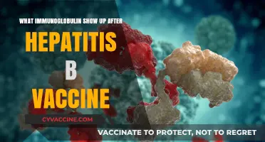 Hepatitis B Vaccine: Which Immunoglobulin Response Appears Post-Vaccination?