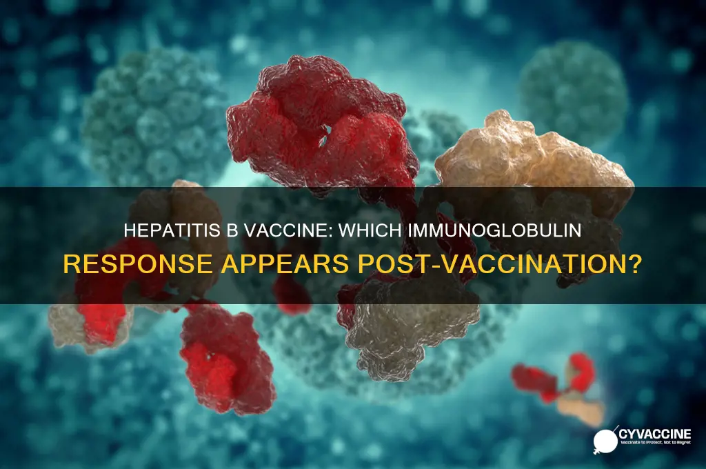 what immunoglobulin show up after hepatitis b vaccine
