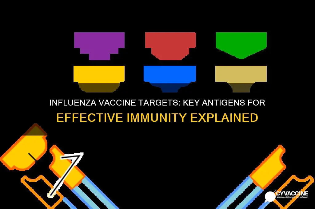 what influenza antigens are targeted in the vaccine