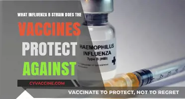 Influenza B Strain Protection: What Vaccines Cover and Why
