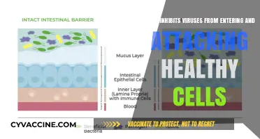 Protecting Healthy Cells: Blocking Viral Entry and Attack