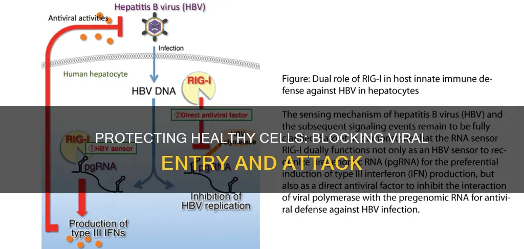 what inhibits viruses from entering and attacking healthy cells