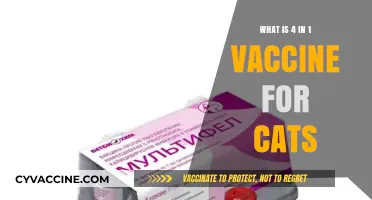 Understanding the 4-in-1 Vaccine: Essential Protection for Your Feline Friend