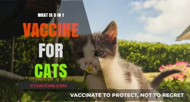 Understanding the 5-in-1 Vaccine: Essential Protection for Your Feline Friend