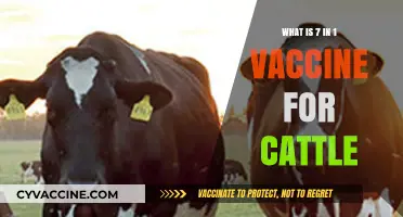 Understanding the 7-in-1 Vaccine: Essential Cattle Health Protection