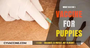Understanding the Essential 8-in-1 Puppy Vaccine for Optimal Health