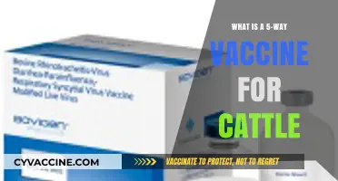 Understanding the 5-Way Vaccine: Essential Cattle Health Protection