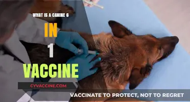 Understanding the Canine 6-in-1 Vaccine: Essential Protection for Your Dog
