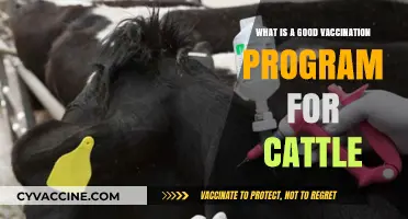 Effective Cattle Vaccination Programs: Strategies for Herd Health and Productivity
