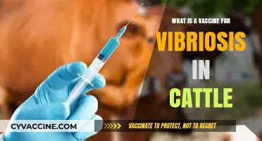 Understanding Cattle Vibriosis Vaccines: Prevention and Protection Strategies