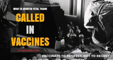 Aborted Fetal Tissue in Vaccines: Understanding the Role and Terminology
