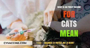 Understanding the FVRCP Vaccine: Essential Protection for Your Cat's Health