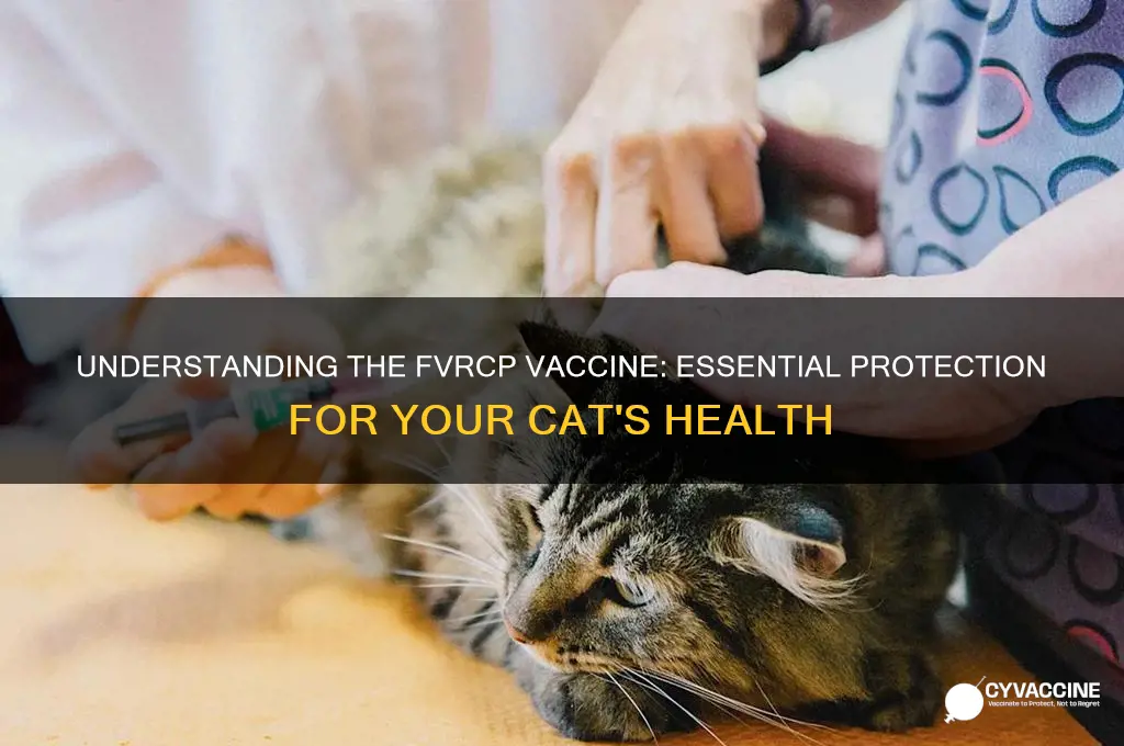 what is an fvrcp vaccine for cats mean