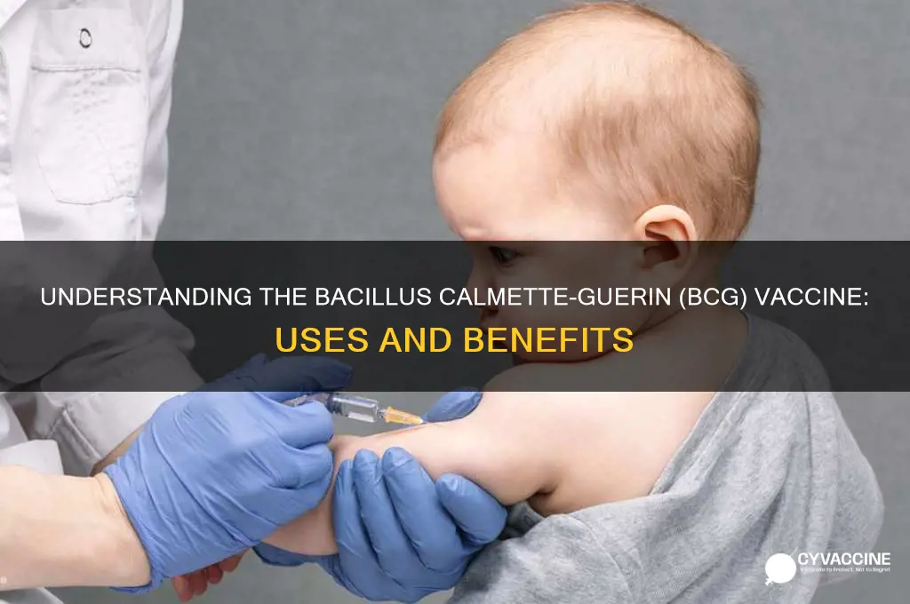 what is bacillus calmette guerin vaccine