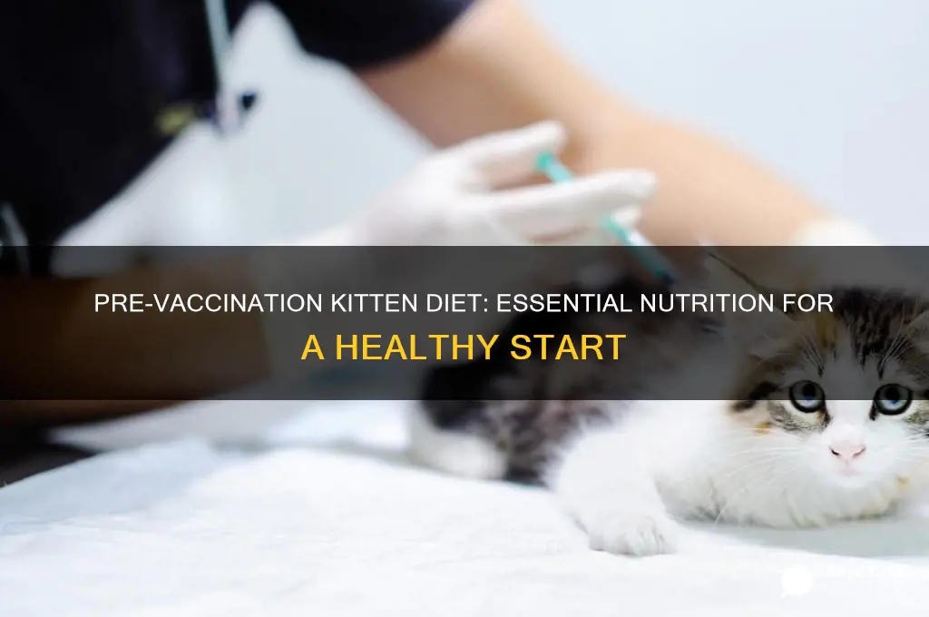 what is best diet before kitten is vaccinated