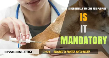 Bordetella Vaccine for Puppies: Is It Mandatory? What to Know