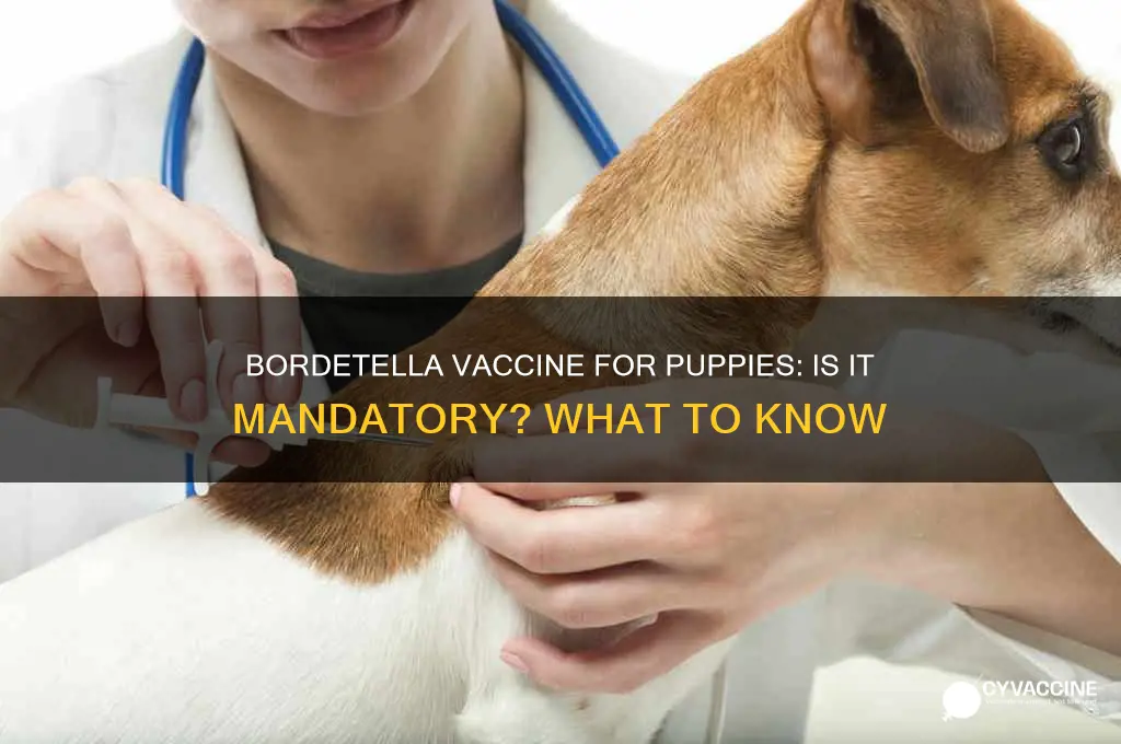 what is bordetella vaccine for puppies is it mandatory