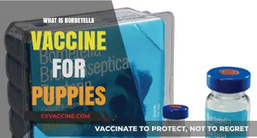 Understanding Bordetella Vaccine: Essential Protection for Your Puppy's Health