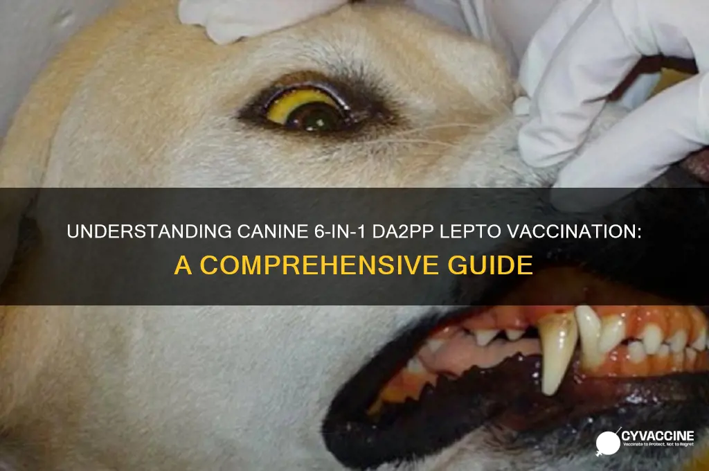 what is canine 6 in 1 da2pp lepto vaccination