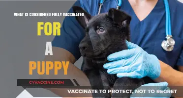 Understanding Puppy Vaccination: What's Considered Fully Vaccinated for Your Pup