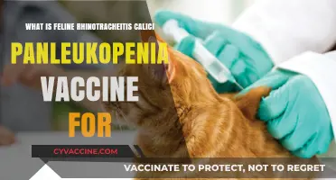Understanding the Feline Rhinotracheitis Calici Panleukopenia Vaccine