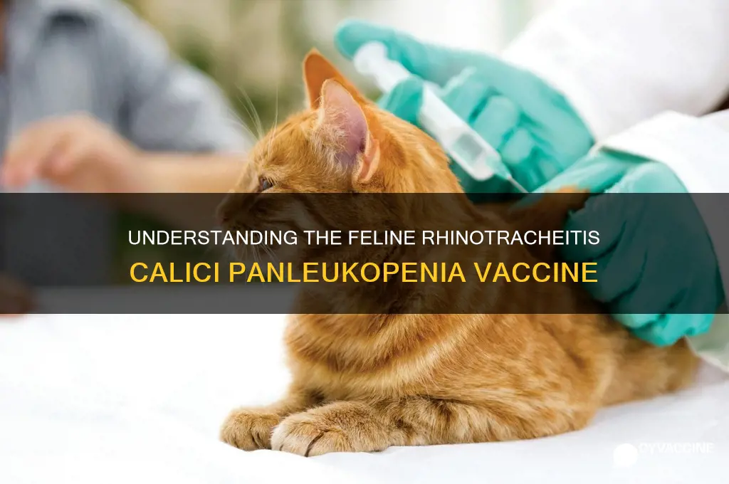 what is feline rhinotracheitis calici panleukopenia vaccine for