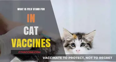 Understanding FeLV: The Importance of Feline Leukemia Virus Vaccines