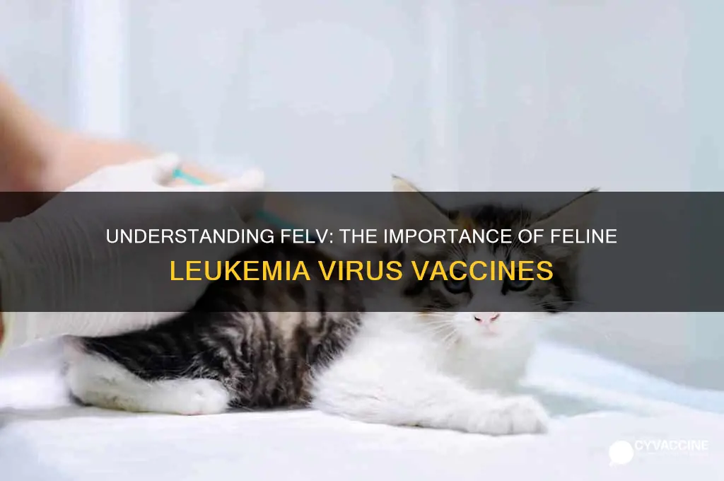 what is felv stand for in cat vaccines