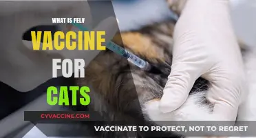 Understanding the FeLV Vaccine: Protecting Your Cat's Health