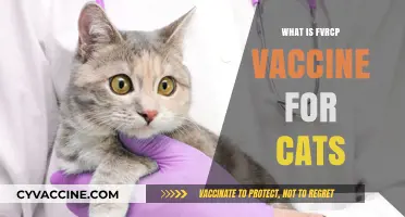 Understanding the FVRCP Vaccine: Essential Protection for Your Cat's Health
