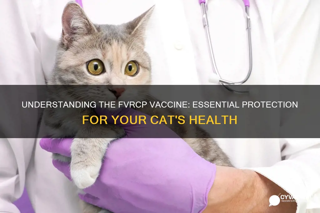 what is fvrcp vaccine for cats