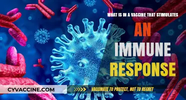 Understanding Vaccine Components: How They Trigger Immune Responses