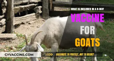 Understanding the Comprehensive 8-Way Vaccine for Goats: Essential Components