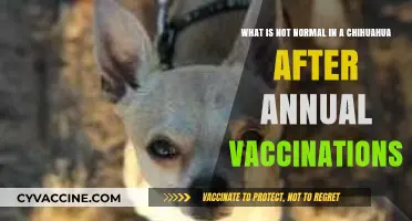 Post-Vaccination Chihuahua Red Flags: What’s Not Normal to Watch For