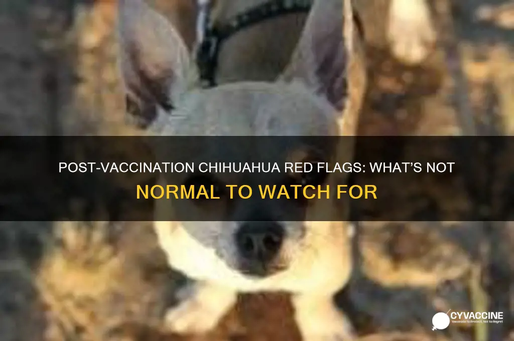 what is not normal in a chihuahua after annual vaccinations