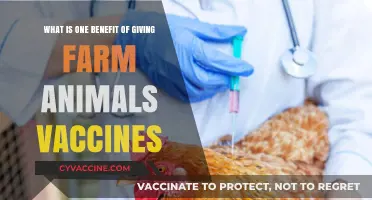 Boosting Farm Health: The Vital Role of Animal Vaccinations