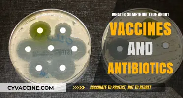 Vaccines Prevent Diseases, Antibiotics Fight Bacteria: Key Facts Explained