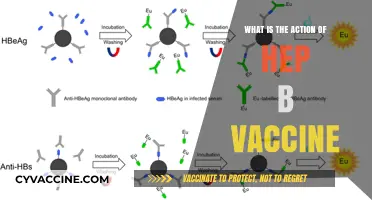 How the Hepatitis B Vaccine Protects Against Infection and Disease