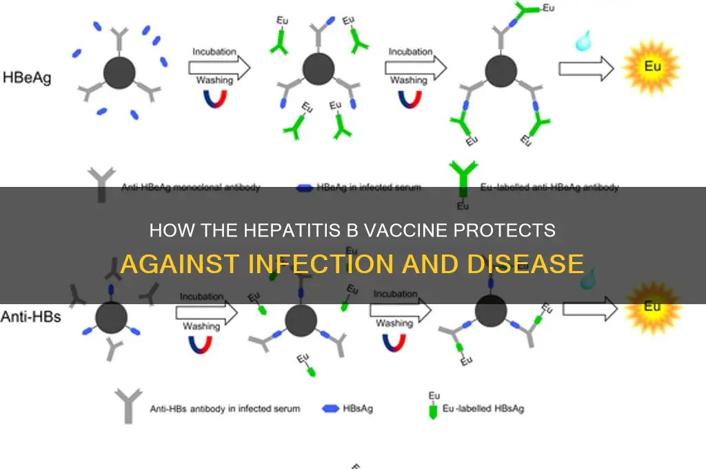 what is the action of hep b vaccine