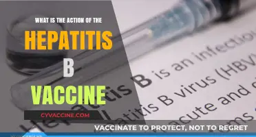 How the Hepatitis B Vaccine Protects Your Liver and Health