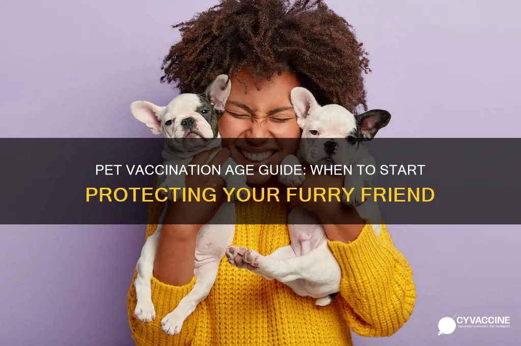 what is the age for vaccines on pets