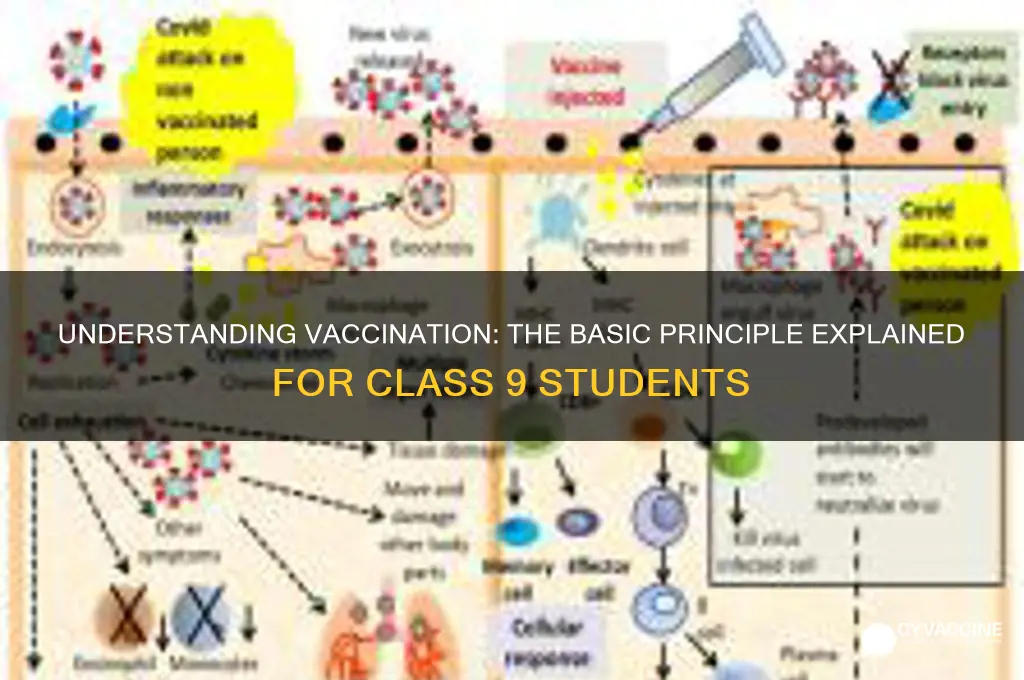 what is the basic principle of vaccination class 9