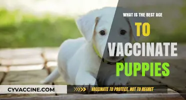 Optimal Puppy Vaccination Age: When to Protect Your Furry Friend