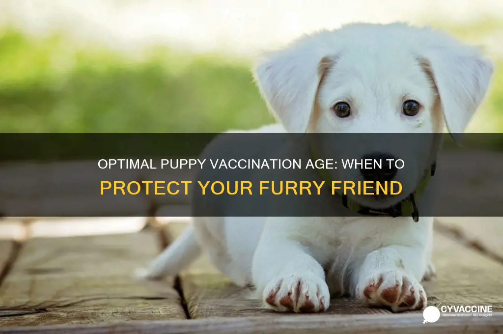 what is the best age to vaccinate puppies