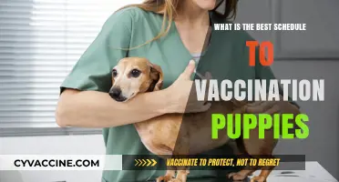 Optimal Puppy Vaccination Schedule: Timing and Essential Shots for Health