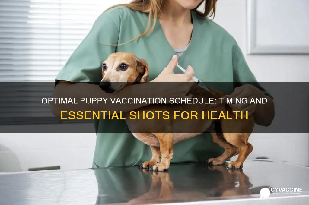 what is the best schedule to vaccination puppies