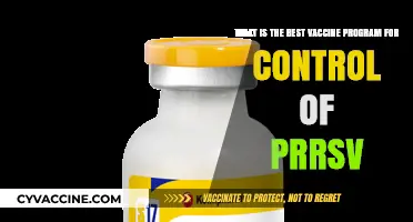 Effective PRRSV Control: Choosing the Optimal Vaccine Program Strategy
